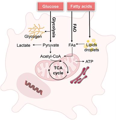 Metabolic regulation of dendritic cell activation and immune function during inflammation